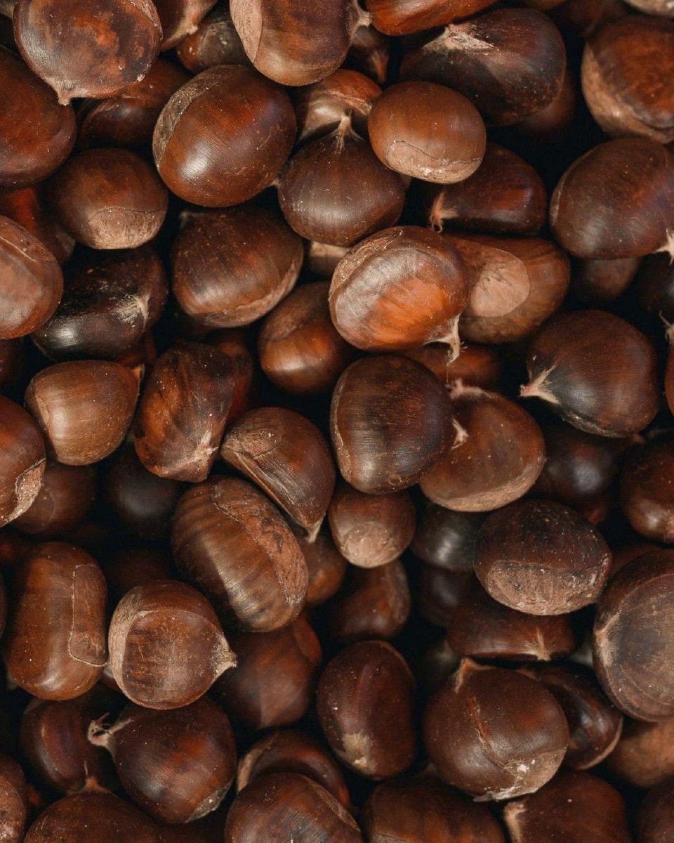 Chestnut (เกาลัด) Brown